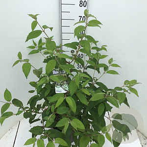 Viburnum plic. Kilimandjaro 60-80 cm 7,5L