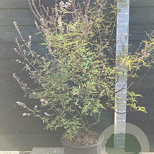 Vitex agnus-castus 'Rosea' 150-175 cm 30L solitair