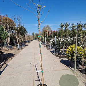 Wisteria brach. 'Shiro Kapitan' 175-200 cm 10L