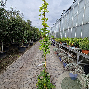 Wisteria brach. 'Shiro Kapitan' 200-250 cm 10L