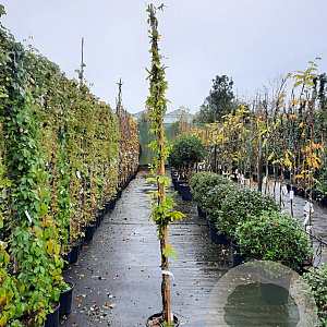 Wisteria floribunda 200-250 cm 10L