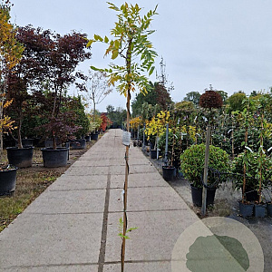 Wisteria flor. 'Issai-naga' 175-200 cm 3,0L