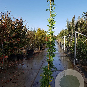 Wisteria flor. 'Lawrence' 250-300 cm 7,5L