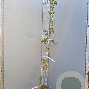 Wisteria sinensis 'Alba' 175-200 cm 3,0L