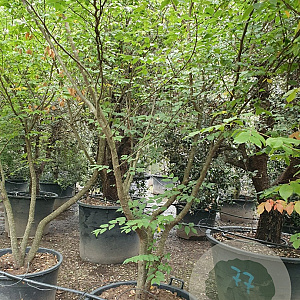 Zelkova serrata 250-300 cm container meerstammig