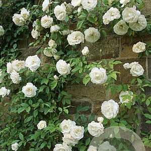 Rosa (F) Iceberg 80-100 cm 5,5L
