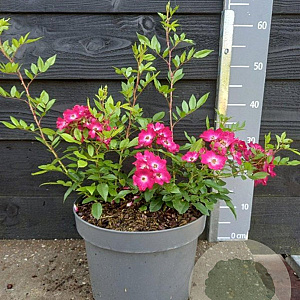 Rosa Red Ballerina 30-40 cm 10L