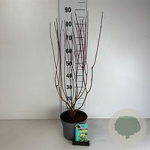 Cornus alba 'Gouchaultii' 60-80 cm 35L