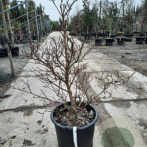 Cornus controversa 'Variegata' 100-125 cm 35L