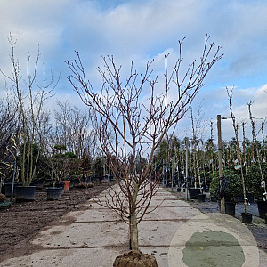 Cornus controversa 'Variegata' 175-200 cm draadkluit
