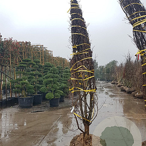 Cornus kousa 300-350 cm draadkluit meerstammig solitair