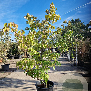 Cornus k. 'China Girl' 150-175 cm container meerstammig