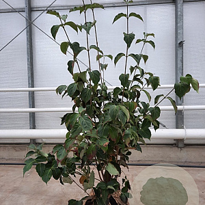 Cornus k. 'Milky Way' 150-175 cm container meerstammig