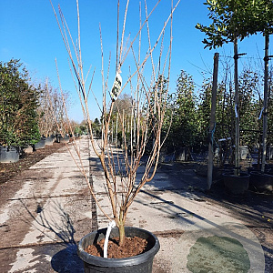 Cornus k. 'Milky Way' 150-175 cm container meerstammig