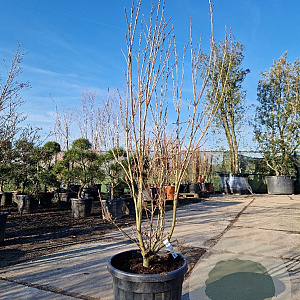 Cornus k. 'Milky Way' 150-175 cm container meerstammig