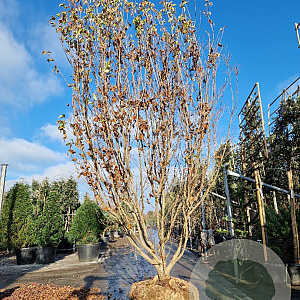 Cornus k. 'Milky Way' 350-400 cm draadkluit meerstammig