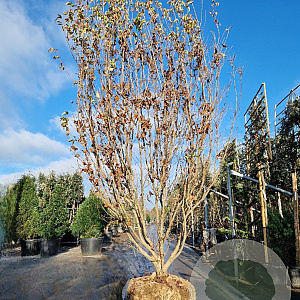 Cornus k. 'Milky Way' 350-400 cm draadkluit meerstammig