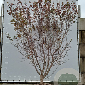 Cornus k. 'Milky Way' 350-400 cm draadkluit meerstammig