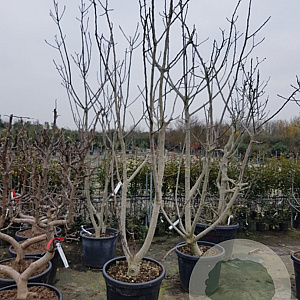 Ficus carica 300-350 cm container meerstammig