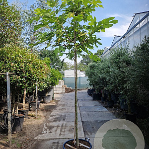 Ficus carica 180 cm stam container 10-12 hoge lei