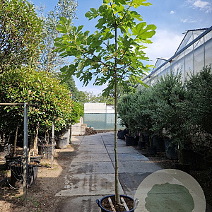 Ficus carica 180 cm stam container 10-12 hoge lei