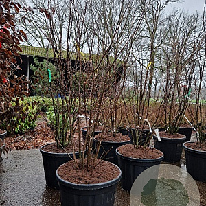 Prunus 'Accolade' 200-250 cm container meerstammig