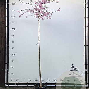 Prunus 'Accolade' 12-14 HO container 225 cm stam