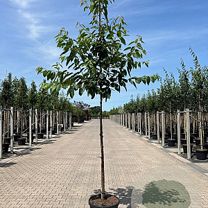 Prunus a. 'Regina' 12-14 HO container