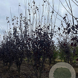 Prunus cer. 'Nigra' 175-200 cm draadkluit meerstammig