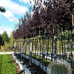 Prunus cer. 'Nigra' 8-10 HO container