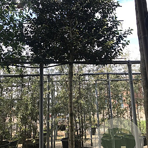 Prunus l. 'Angustifolia' 16-18 cm container 150 cm stam leiboom