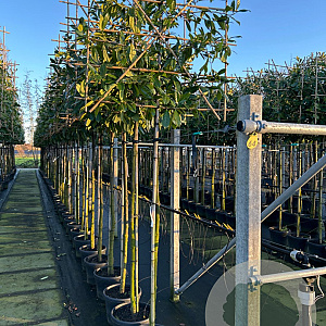 Prunus l. 'Novita' 10-12 HO container 180 cm stam leiboom