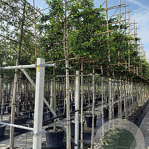 Prunus lusitanica 'Brenelia' 10-12 HO container 180 cm stam leiboom