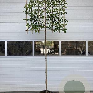 Prunus lusitanica Tico 6-8 cm container 180 cm stam leiboom
