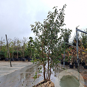 Prunus 'The Bride' 175-200 cm met kluit meerstammig