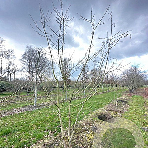 Acer campestre 350-400 cm draadkluit meerstammig