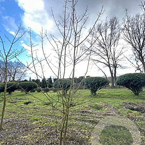 Acer campestre 350-400 cm draadkluit meerstammig