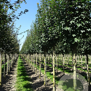 Acer campestre 'Fastigiatum' 20-25 HO draadkluit