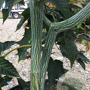 Acer capillipes 150-175 cm draadkluit meerstammig