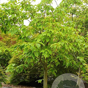 Acer conspicuum 'Silver Vein' 175-200 cm draadkluit meerstammig solitair