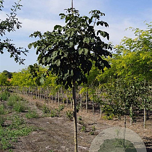 Aesculus carnea 'Briotii' 14-16 HO draadkluit