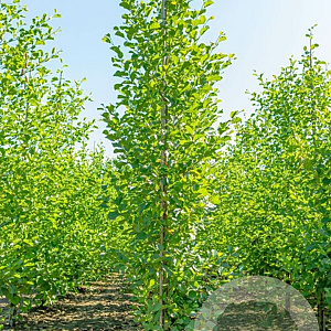 Alnus glutinosa 12-14 cm draadkluit geveerd