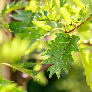 Alnus glutinosa 'Laciniata' 14-16 HO draadkluit