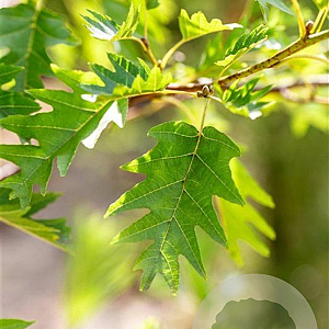 Alnus glutinosa 'Laciniata' 16-18 HO draadkluit