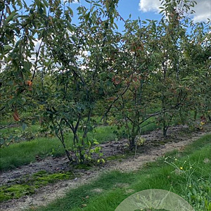 Amelanchier lamarckii 175-200 cm draadkluit meerstammig