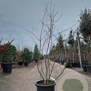 Amelanchier lamarckii 175-200 cm container meerstammig