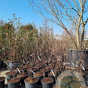 Amelanchier lamarckii 200-250 cm 35L solitair extra