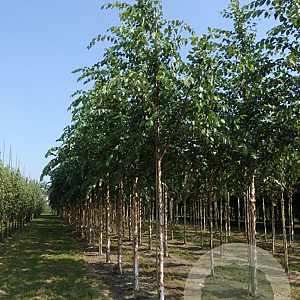 Betula nigra 20-25 HO draadkluit