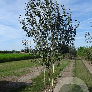 Betula utilis 'Doorenbos' 250-300 cm draadkluit meerstammig 100-150 breed