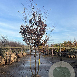 Carpinus betulus 250-300 cm draadkluit meerstammig 100-150 breed